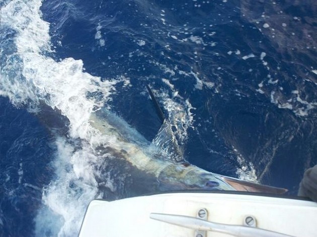 Blue Marlin Cavalier & Blue Marlin Sport Fishing Gran Canaria