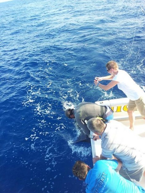 Blue Marlin Cavalier & Blue Marlin Sport Fishing Gran Canaria