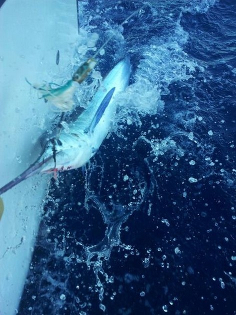 White Marlin ready to release ! Cavalier & Blue Marlin Sport Fishing Gran Canaria