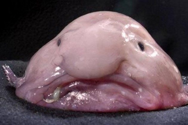 Blobfish is world's most ugliest fish Cavalier & Blue Marlin Sport Fishing Gran Canaria