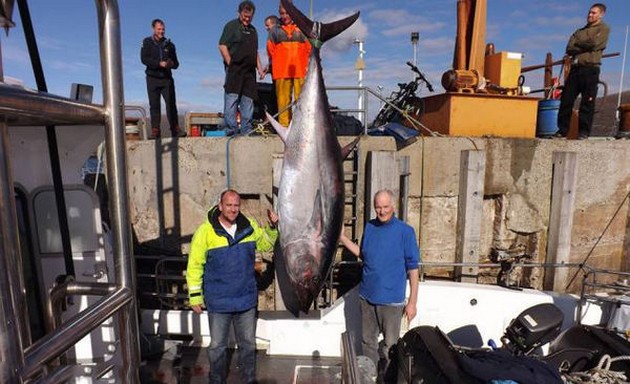 515lb fluefin tuna caught off the coast of Scotland Cavalier & Blue Marlin Sport Fishing Gran Canaria