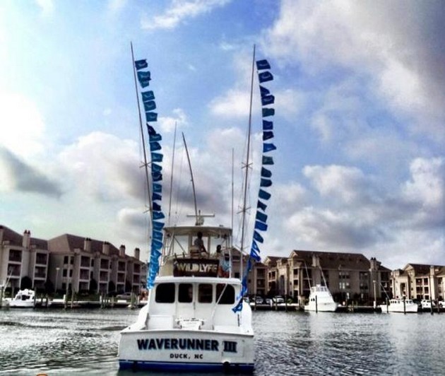 One boat lands 49 white marlins ! Cavalier & Blue Marlin Sport Fishing Gran Canaria