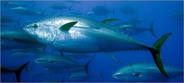 300 kg Blue Marlin - 90 kg Tonfisk - 20 kg Wahoo Cavalier & Blue Marlin Sport Fishing Gran Canaria