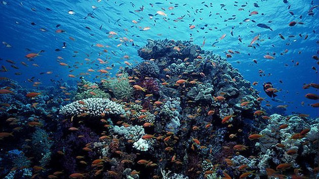 Oceanen in gevaar ! Cavalier & Blue Marlin Sport Fishing Gran Canaria