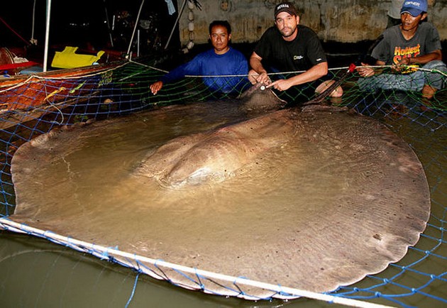 Half-Ton Giant Freshwater Stingray Cavalier & Blue Marlin Sport Fishing Gran Canaria