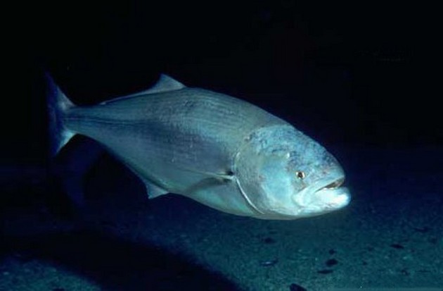 Trolling för wahoo Cavalier & Blue Marlin Sport Fishing Gran Canaria