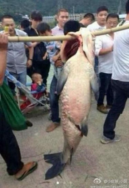Chinese villagers catch huge fish in flood waters Cavalier & Blue Marlin Sport Fishing Gran Canaria