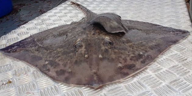 Mutant skate named Elvis caught by Portsmouth fishermen Cavalier & Blue Marlin Sport Fishing Gran Canaria