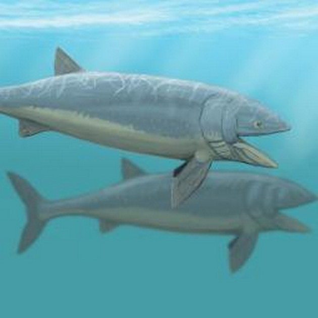 Grootste prehistorische vis werd 16 meter lang Cavalier & Blue Marlin Sport Fishing Gran Canaria