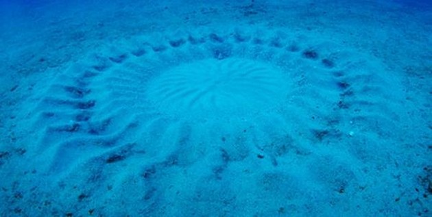 Dessa vackra grödor har en fantastisk förklaring Cavalier & Blue Marlin Sport Fishing Gran Canaria