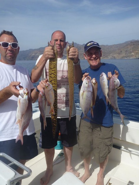 Moray eels - 2 Tiger Moray Cavalier & Blue Marlin Sport Fishing Gran Canaria