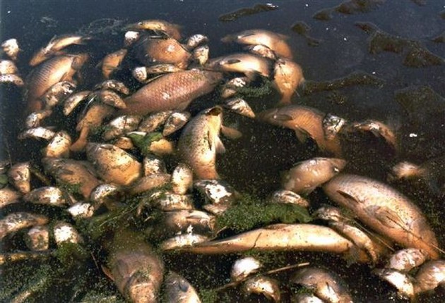 Inwoners van East Windsor redden honderden vissen Cavalier & Blue Marlin Sport Fishing Gran Canaria