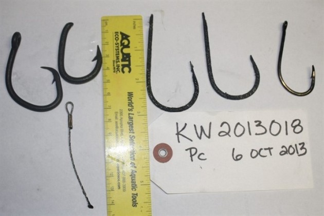 Sällsynt delfin hittades död svällde 5 fiskkrokar Cavalier & Blue Marlin Sport Fishing Gran Canaria