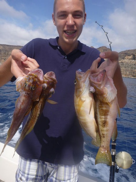 Comber fish Cavalier & Blue Marlin Sport Fishing Gran Canaria