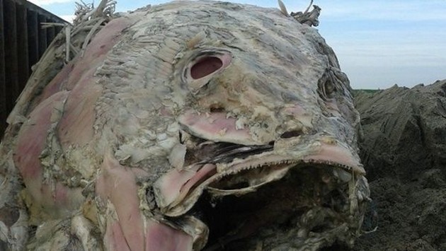 Kadaver van meterslange tonijn aangespoeld Cavalier & Blue Marlin Sport Fishing Gran Canaria