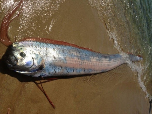 Kan Oarfish förutsäga jordbävningar? Cavalier & Blue Marlin Sport Fishing Gran Canaria