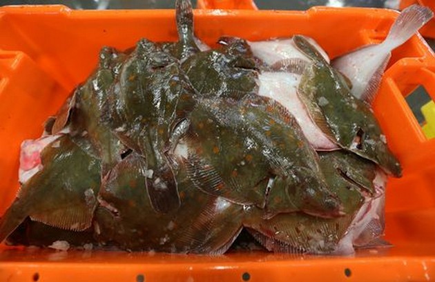 Noordzee barst van de schol Cavalier & Blue Marlin Sport Fishing Gran Canaria