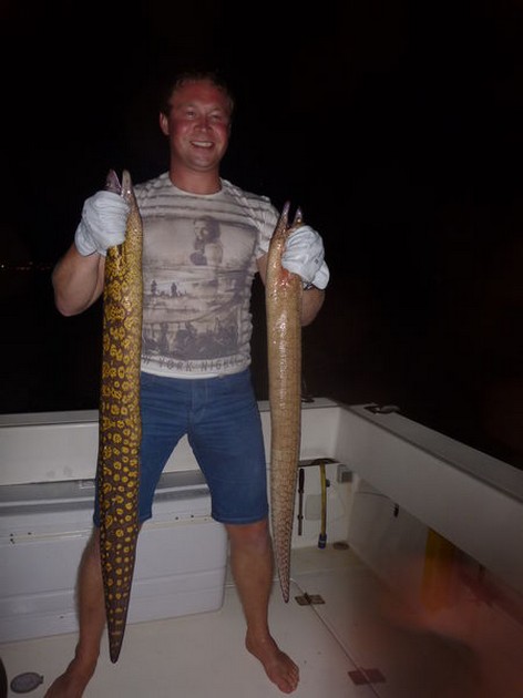 Tiger Moray - 2 Tiger Moray caught last night on the boat Cavalier Cavalier & Blue Marlin Sport Fishing Gran Canaria