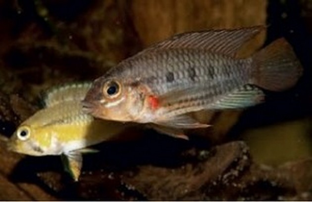 Mer än 80 nya fiskarter upptäcktes i Amazonas Cavalier & Blue Marlin Sport Fishing Gran Canaria