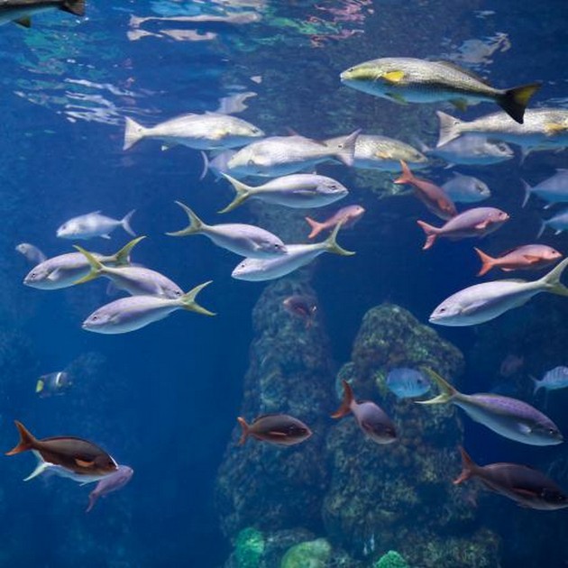 De vissen in Nieuw Zeeland worden knettergek Cavalier & Blue Marlin Sport Fishing Gran Canaria