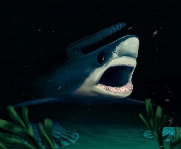 Ancient mini-sharks lived longer than thought Cavalier & Blue Marlin Sport Fishing Gran Canaria