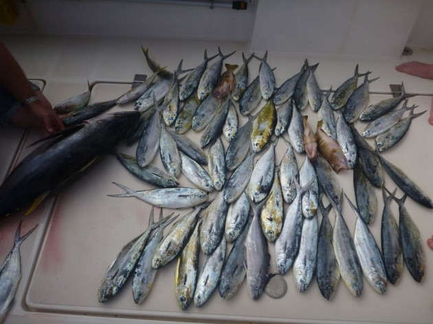 Dorado's Cavalier & Blue Marlin Sport Fishing Gran Canaria