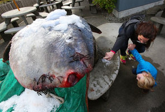 A sunfish weighing up to 350 pounds Cavalier & Blue Marlin Sport Fishing Gran Canaria