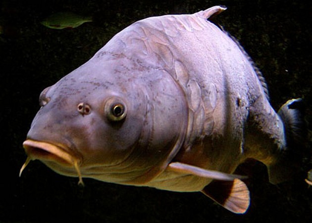 Carp Running For City Council In Michigan Has Our Vote Cavalier & Blue Marlin Sport Fishing Gran Canaria