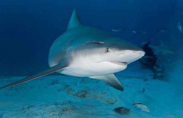 6-year-old boy was attacked by a shark Cavalier & Blue Marlin Sport Fishing Gran Canaria