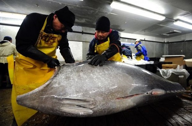 U.S. agency proposes rules to protect bluefin tuna Cavalier & Blue Marlin Sport Fishing Gran Canaria