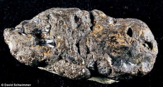 Baby shark probably died after tucking into a turtle Cavalier & Blue Marlin Sport Fishing Gran Canaria