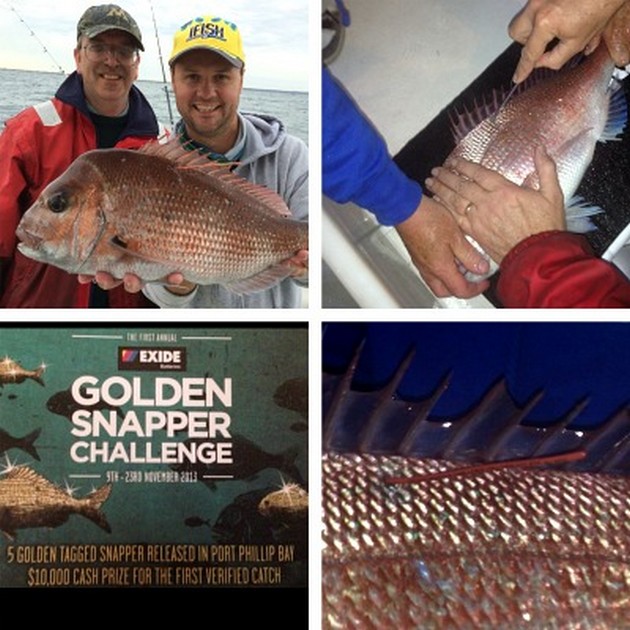 Denna fisk är värd 6000 GBP Cavalier & Blue Marlin Sport Fishing Gran Canaria