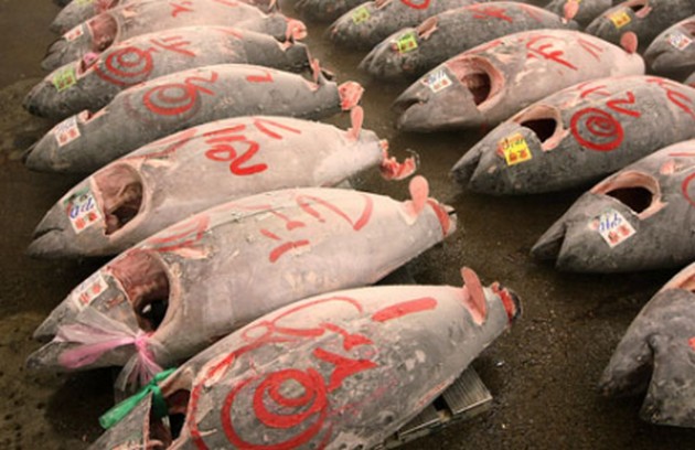 Blauwvin populatie herstelt zeer langzaam. Cavalier & Blue Marlin Sport Fishing Gran Canaria