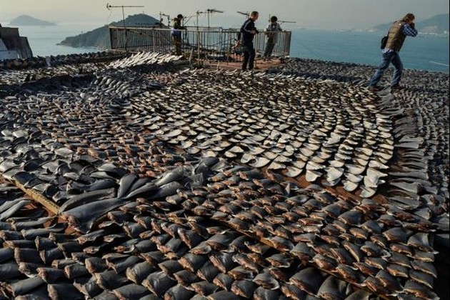 Be om att eliminera hajfinne Cavalier & Blue Marlin Sport Fishing Gran Canaria