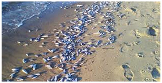 Tusentals fiskar tvättar sig längs strandlinjen i Chile Cavalier & Blue Marlin Sport Fishing Gran Canaria