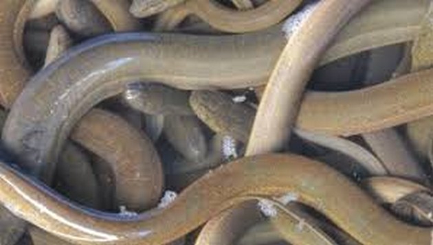 Stropers gepakt met ruim 1100 kilo vis Cavalier & Blue Marlin Sport Fishing Gran Canaria