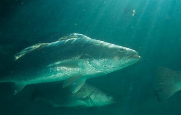 USA söker 3 miljoner dollar från simblåsarsmugglare Cavalier & Blue Marlin Sport Fishing Gran Canaria