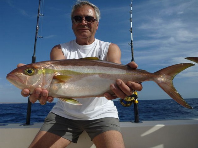 Amberjack Cavalier & Blue Marlin Sport Fishing Gran Canaria