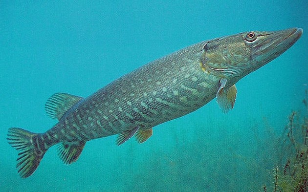 Snoeken moeten zonnebaars verjagen Cavalier & Blue Marlin Sport Fishing Gran Canaria