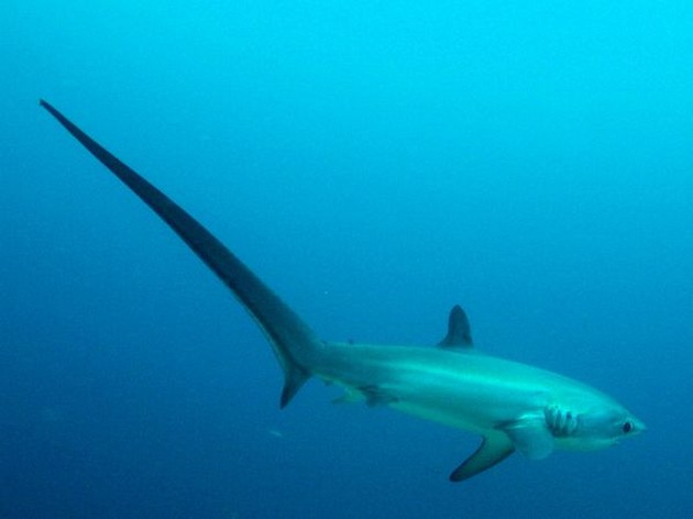 95 kg Thresher Shark caught in Puerto Rico - Gran Canaria Cavalier & Blue Marlin Sport Fishing Gran Canaria