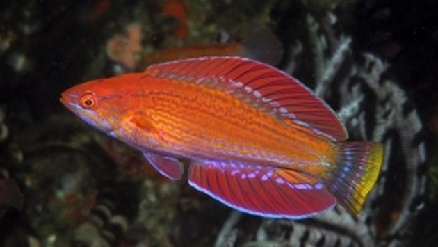 Ny fisk upptäcktes i Indonesiens korallrev Cavalier & Blue Marlin Sport Fishing Gran Canaria