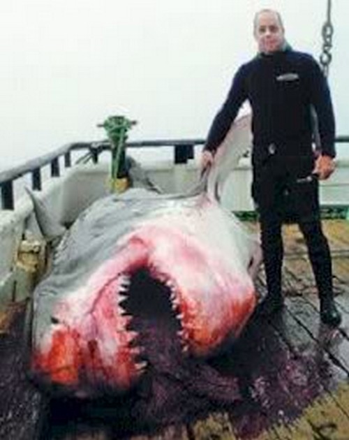 Australian diver kills Great White Shark Cavalier & Blue Marlin Sport Fishing Gran Canaria