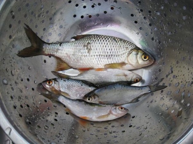 Talloze vissen sterven verstikkingsdood in tas sportvisser Cavalier & Blue Marlin Sport Fishing Gran Canaria