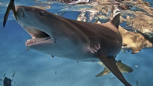 Simmare kramar en haj medan han snorklar Cavalier & Blue Marlin Sport Fishing Gran Canaria