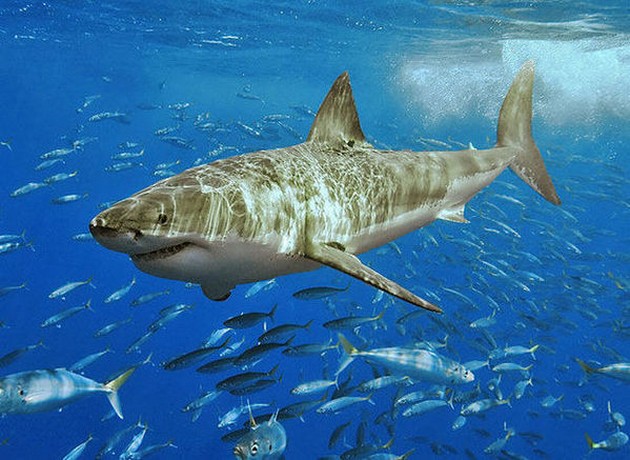 Haai bijt surfer dood in Australië Cavalier & Blue Marlin Sport Fishing Gran Canaria