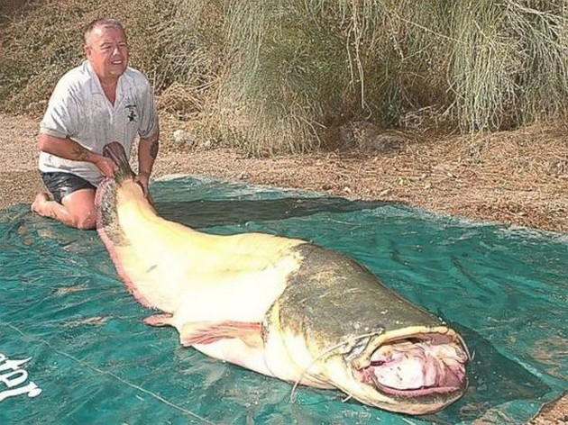 Nieuw record Albino Meerval Cavalier & Blue Marlin Sport Fishing Gran Canaria
