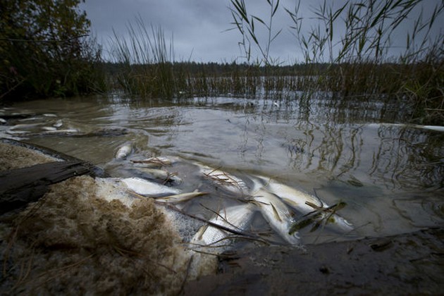 Restafval Avebe nekt vis Grote Moere Cavalier & Blue Marlin Sport Fishing Gran Canaria