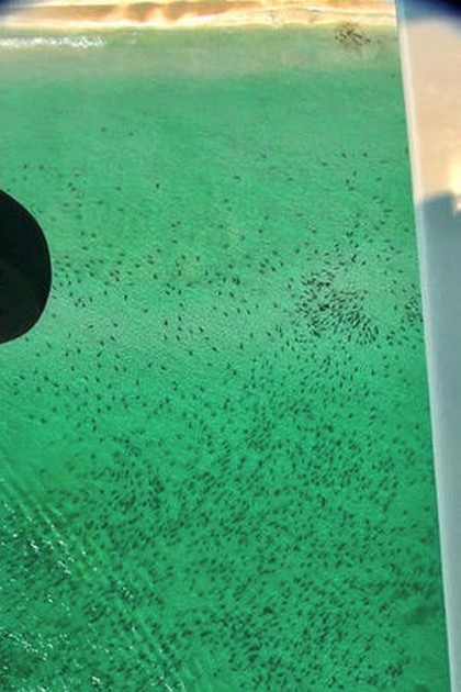 Sharks ready to head to South Florida Cavalier & Blue Marlin Sport Fishing Gran Canaria