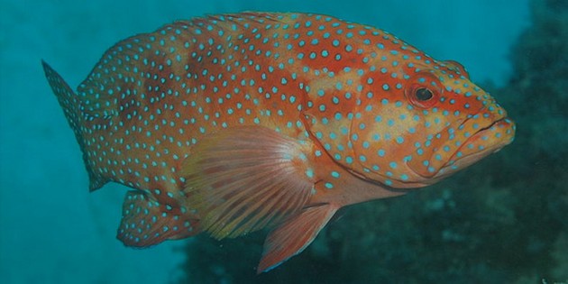 Opwarming van het oceaanwater maakt vissen luier Cavalier & Blue Marlin Sport Fishing Gran Canaria