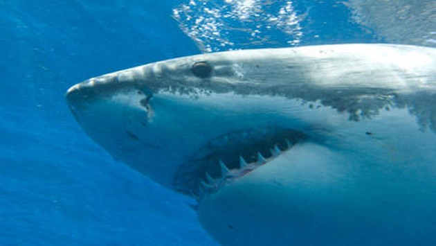 Haai doodt kajakker in Hawaï Cavalier & Blue Marlin Sport Fishing Gran Canaria